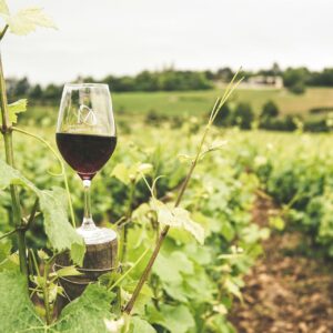 Winery Tour Experience
