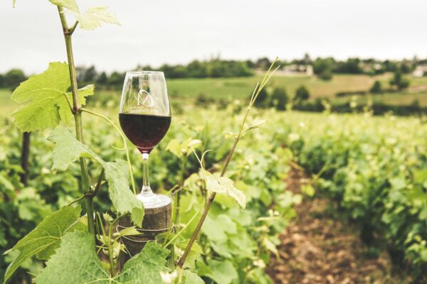 Winery Tour Experience